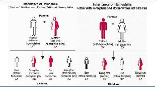 能否有血友病的孩子，以了解血友病的遗传模式！？
