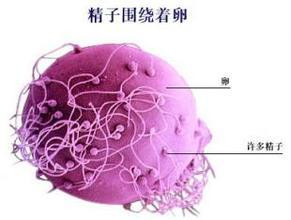 你对试管婴儿技术了解多少？第一代、第二代和第三代？